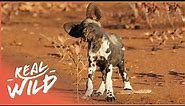 Rare Footage Of Wild African Dog Pups First Steps | Chasing Tales Part 1/4 | Real Wild