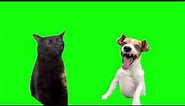 Green Screen Laughing Dog With Black Cat Zoning Out Meme