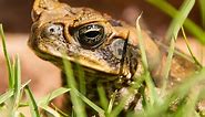 What is the best way to kill a cane toad?