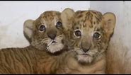 Two liger cubs born in Chinese zoo