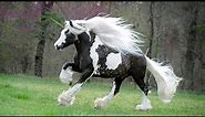 Stunning Rare Horse Colors You Need to See