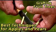 Grafting Fruit Trees | The best grafting techniques for Apples, Pears and other fruit trees