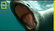Diver Encounters Deadly, 13-Foot Leopard Seal | National Geographic