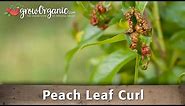 How to Treat Peach Leaf Curl in Your Organic Orchard