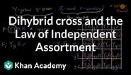 Dihybrid cross and the Law of Independent Assortment | High school biology | Khan Academy