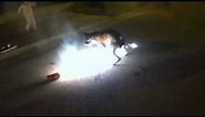 Stupid dog eating fireworks