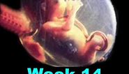 Fetal Development Week 14 (Pregnancy Health Guru)
