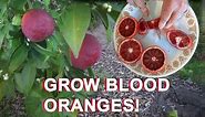 Growing Moro Blood ORANGE Tree & Citrus & Seeds Red Juice Fruit How to Grow Orange Trees