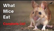 What Mice Eat - The Complete List of What Mice Feed On!
