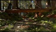 Star Wars Battlefront - Endor Forest Ambience (4K, 60fps)