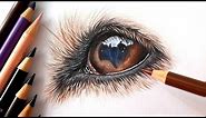 How to draw a dog eye with COLORED PENCIL