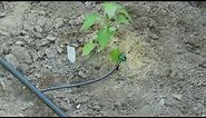 How To do Drip Irrigation with Emitters