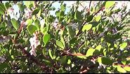 Manzanita - plant tip in 30 sec