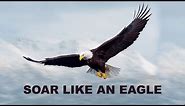 How An Eagle Tackles A Storm?