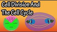 How Do Cells Divide - Phases Of Mitosis - Cell Division And The Cell Cycle - Cellular Division