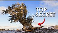 The Location Of This 5000 Year-Old Tree Is Top Secret