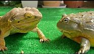1 million views! Mr Frog 🐸 (Frog & Toad & Lizard & Salamander) summary