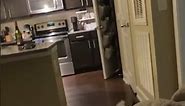 Funny Cat Gets RIDICULOUS Zoomies!