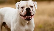 Get to Know the Happy and Affectionate American Bulldog