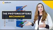 The Photoreceptors Mechanism | Physiology Video | Medical Education | V-Learning™