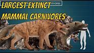 Top Largest Extinct Mammal Carnivores Size Comparison