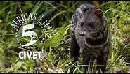 What exactly is the Civet and where is it from? | AFRICA'S LITTLE 5