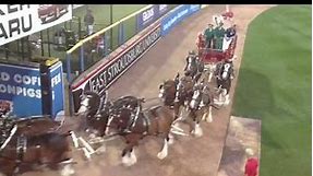 Budweiser Clydesdales at Coca-Cola Park in Allentown, Pa.