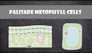 Palisade Mesophyll Cells | Cell Biology