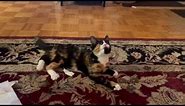 Cat playing with toilet Roll