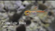 Glowlight Tetra - Introduction