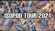 ISOPOD COLLECTION TOUR 2021 | FEEDING & WATERING (34 TYPES)