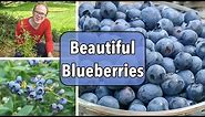Growing Blueberries From Planting to Harvest