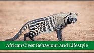 African Civet Classification and Evolution || African Civet Behaviors and Lifestyle