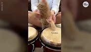 That's purr-fect rhythm! Cat drops catchy beat on bongos with human.