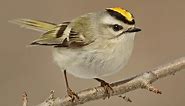 Golden-crowned Kinglet Identification, All About Birds, Cornell Lab of Ornithology