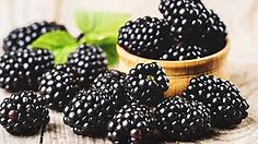 Growing Blackberries: A Complete Guide on How to Plant, Grow, & Harvest Blackberries