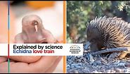 Echidna love train | Explained by science
