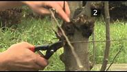 How To Prune Apple Trees Between Autumn And Spring