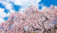 How to Plant and Care for a Weeping Cherry Tree