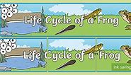 Life Cycle of a Frog Display Banner