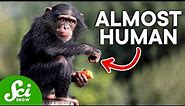 How Humans Are Almost Identical to Chimps, According to DNA