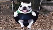 Dog on a swing | Dog on swing meme / собака на качелях мем
