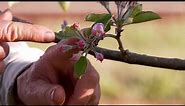 Apple Tree Anatomy - Introduction to Bud Types, Formation and Growth