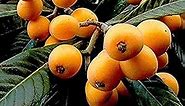 CHUXAY GARDEN 10 Loquat Fruit Seeds Japanese Plum,Chinese Plum,China Pipa Evergreen Shrub Tree Sweet Fruit Relieve Cough and Promote Fluid Gardening Gifts