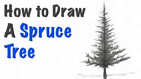 How to Draw a Spruce Tree with instruction