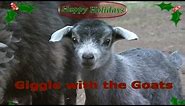 A GIGGLE with the GOATS Jingle Bells Holiday Performance