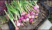 Growing Red Onion In Grow Bags - Organic Gardening