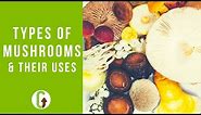 Top 20 Types Of Mushrooms (& Their Uses) | GroCycle