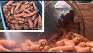 How to Clean Carrots with a DIY Root Vegetable Washer