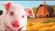 Pigs for Kids | Year of the Pig 2019 | Wild Animals